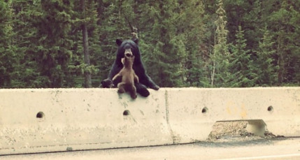 Maman ours sauve bébé ours de la route Maman ours sauve bébé ours de la route