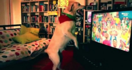 Un chien supporte le Portugal