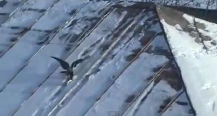 Un corbeau fait du snowboard Un corbeau fait du snowboard