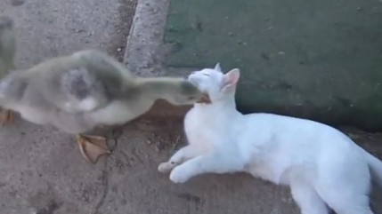 Un canard s'amuse avec un chat ... Un canard s'amuse avec un chat ...