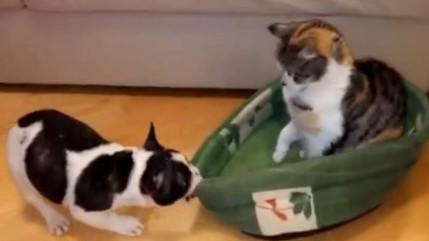 Un chiot veut récupérer son panier... Un chiot veut récupérer son panier...