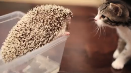 Quand un chaton et un hérisson se rencontrent... Quand un chaton et un hérisson se rencontrent...