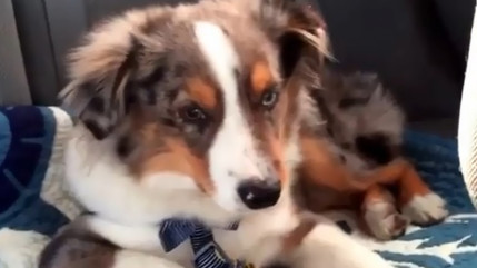 Un chien qui adore la Reine Des Neiges! Un chien qui adore la Reine Des Neiges!