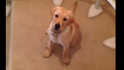 Quand un labrador a peur de descendre des escaliers... Quand un labrador a peur de descendre des escaliers...