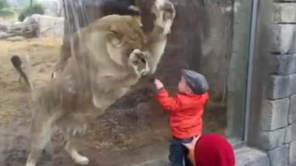 Une lionne joue avec un bébé… ou salive devant son prochain repas ? Une lionne joue avec un bébé… ou salive devant son prochain repas ?