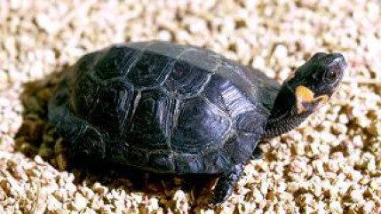 Une tortue "twerk" sous la douche! Une tortue "twerk" sous la douche!