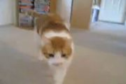 CHAT STATIQUE CHAT STATIQUE