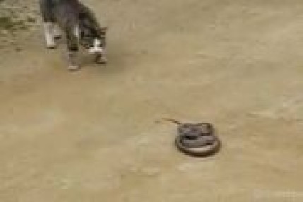 Chat Vs Serpent Chat Vs Serpent