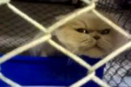 Chat énervé ! Chat énervé !