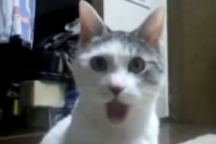 Chat très étonné ! Chat très étonné !