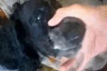 Chien BEATBOX Chien BEATBOX