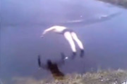 Compil de plongeons ratés Compil de plongeons ratés