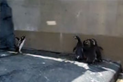 Embêter les pingouins Embêter les pingouins