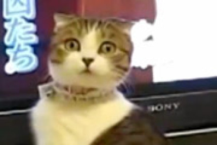 Frayeur animal Frayeur animal