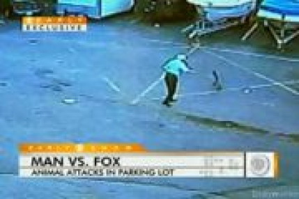 Homme contre Renard Homme contre Renard