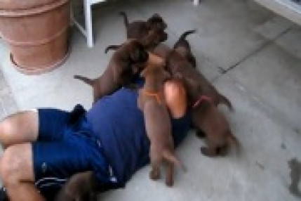 L'attaque des chiots