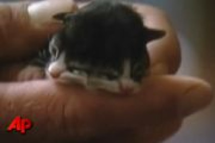 Le chat au deux visages ! Le chat au deux visages !