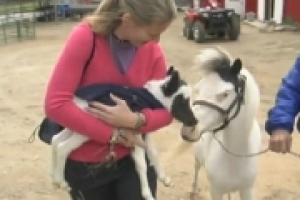 Le + petit cheval au monde Le + petit cheval au monde