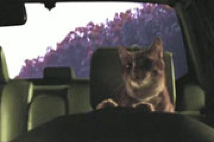 Les Chats Rock Les Chats Rock