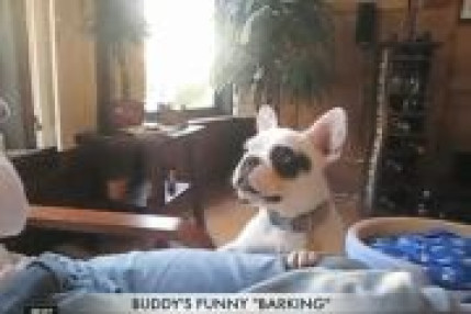 Ouaf Ouaf, bizarre... Ouaf Ouaf, bizarre...