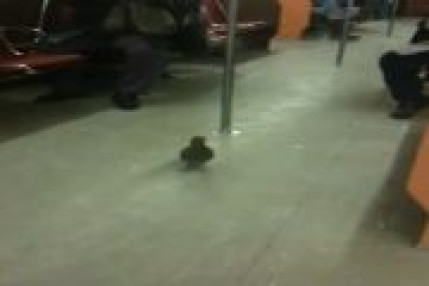 PIGEON VOYAGEUR PIGEON VOYAGEUR