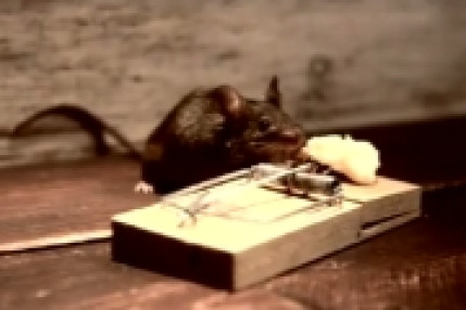 Rocky la souris Rocky la souris