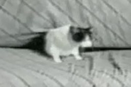 Un chat, un canap&eacute;