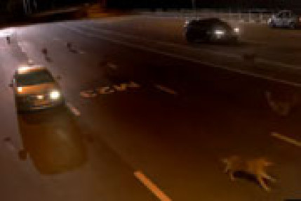 flippe avec les loups flippe avec les loups