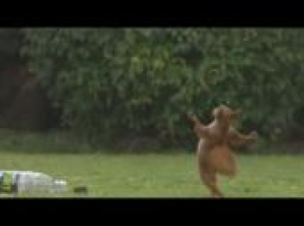 Balaise l'ecureuil Balaise l'ecureuil