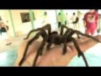 Araignée enorme Araignée enorme