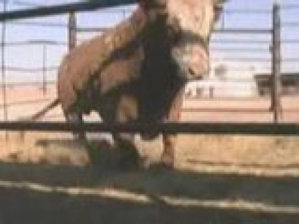 CHOC : Le taser et le taureau CHOC : Le taser et le taureau