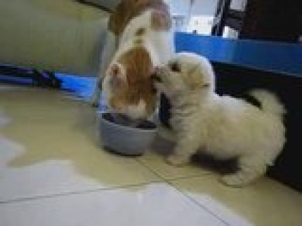 C'est trop mignon! C'est trop mignon!