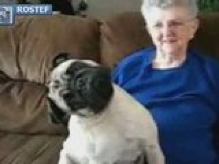 Chien marrant... Chien marrant...