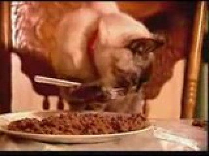 Un chat mange avec une Fourchette! Un chat mange avec une Fourchette!