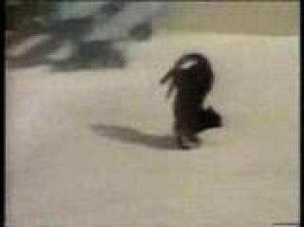 MMiiaaoouuu! MMiiaaoouuu!