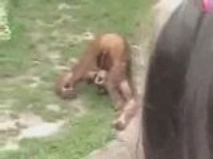 Mais quel gourmand ce singe !! ^^ Mais quel gourmand ce singe !! ^^