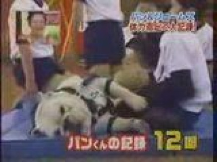 Singe et chien: séance d'abdos! mdr Singe et chien: séance d'abdos! mdr