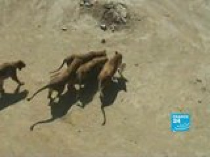 Super ZOO.. Super ZOO..