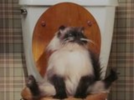 Super le chat... Super le chat...