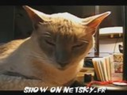 Un chat après le nouvel an... Un chat après le nouvel an...