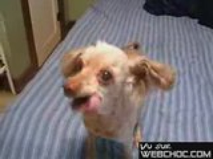 Un chien qui parle trop!