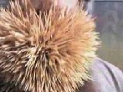 2222 curedents dans la barbe! 2222 curedents dans la barbe!