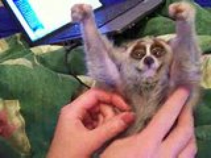 guili guili guilliiiiii guili guili guilliiiiii